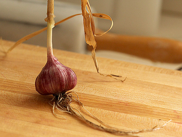 Garlic1 Garlic1