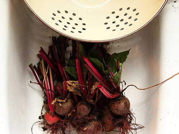 Beets1 Beets1
