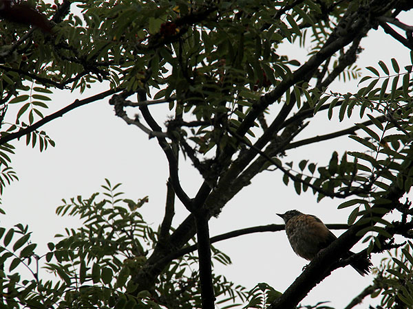 Bird1