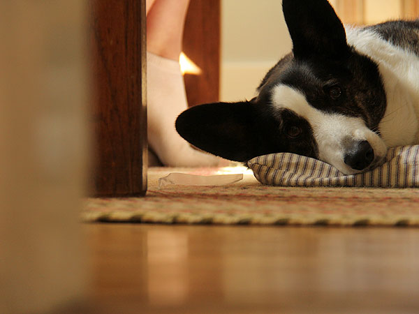 Puppers2