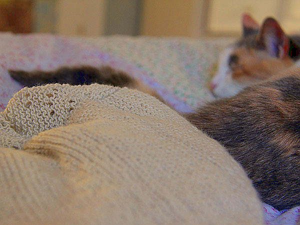 Kitteeee2
