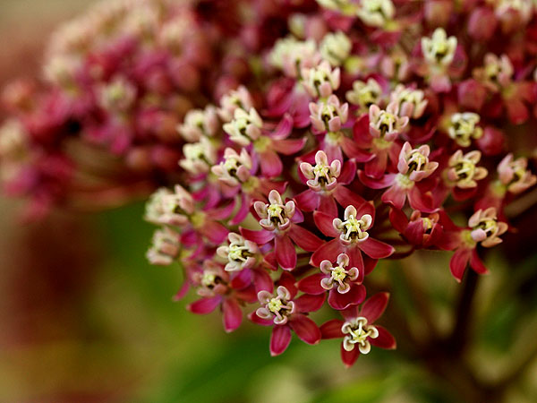 Flowers1