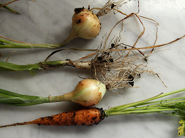 Harvest4