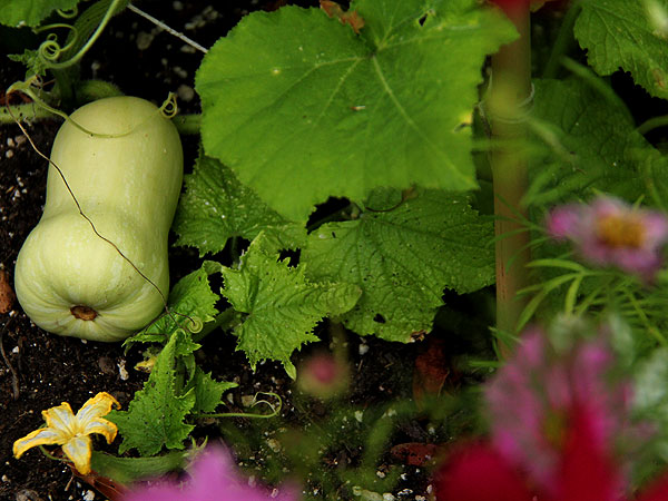 Squash1