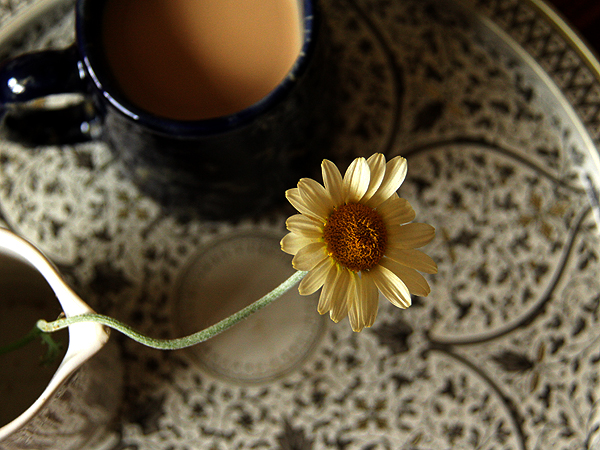 Daisy1