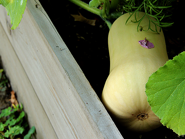 Squash2