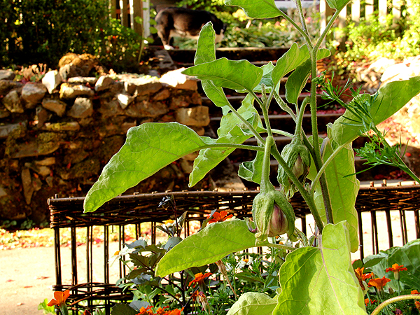 Eggplant3