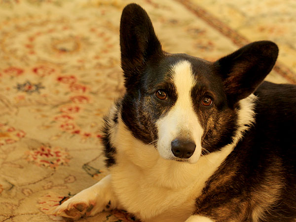 Puppers1