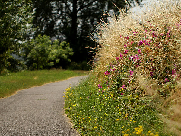 Path1