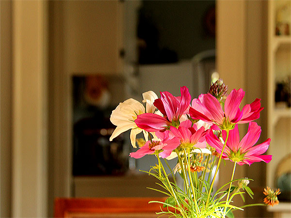 Cosmos1