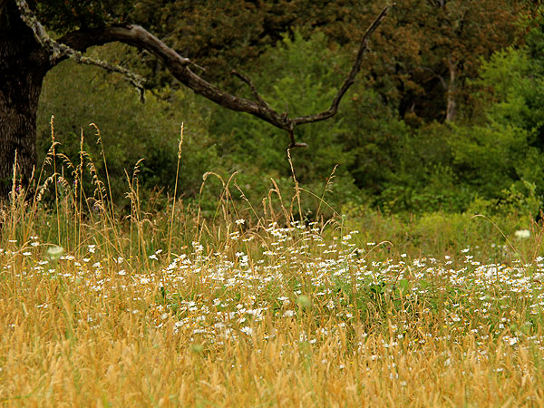Walk18 Walk18