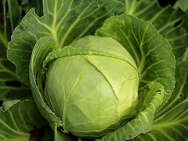 Cabbage1