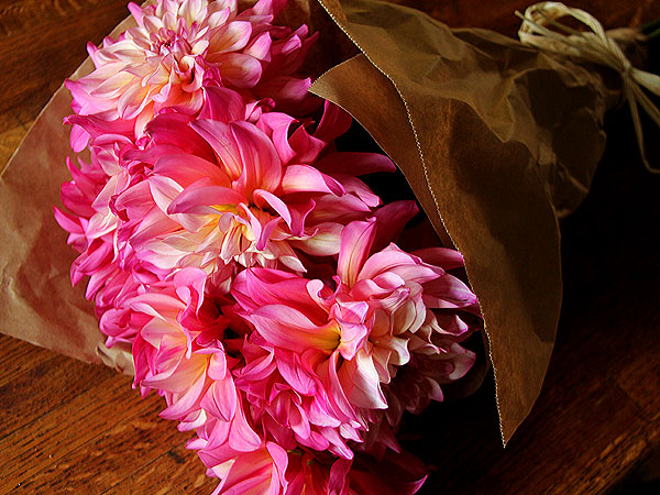 Dahlias1