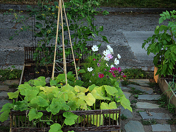 Garden7