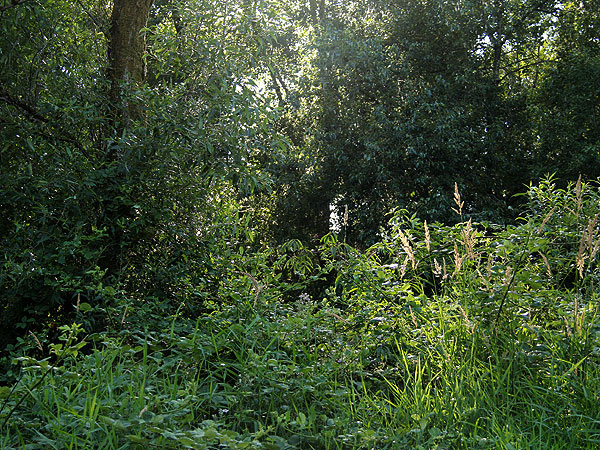 Forest1 Forest1