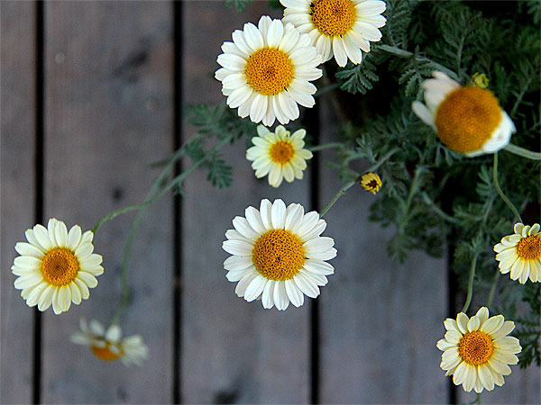 Fleurs1 Fleurs1