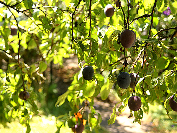 Plums3
