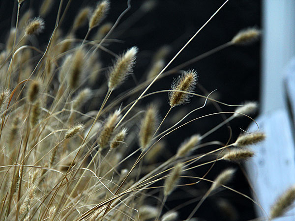 Grass1