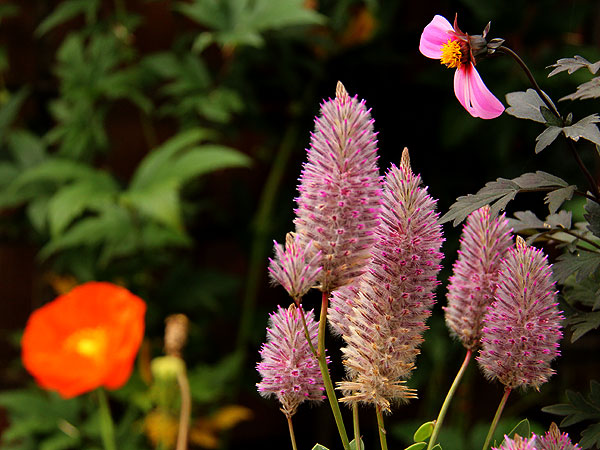 Flowers4