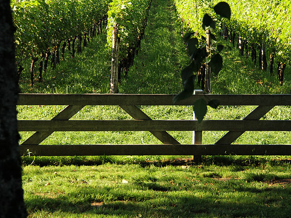 Vines1