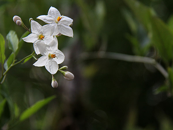 Flowers5