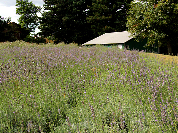 Lavender4