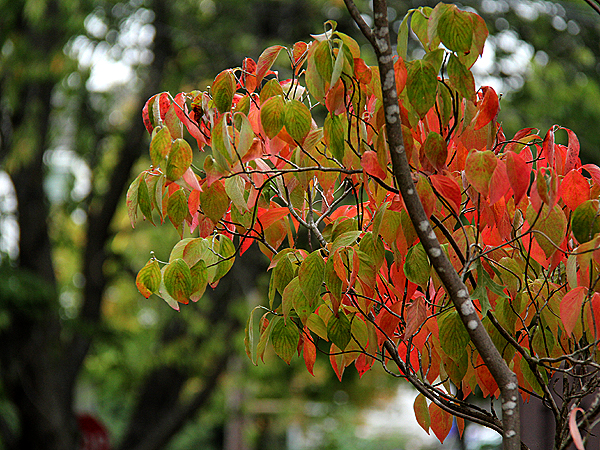 Dogwood1