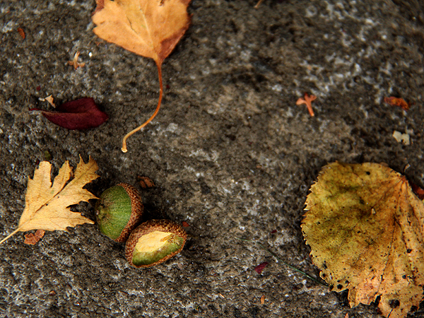 Acorn1