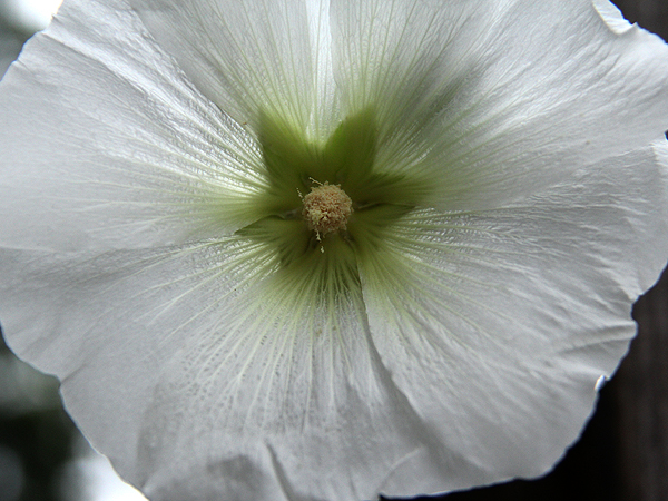 Hollyhock1