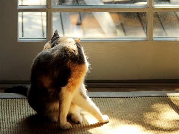 Kitters1