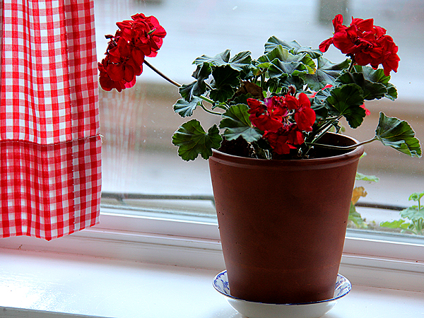 Geranium1