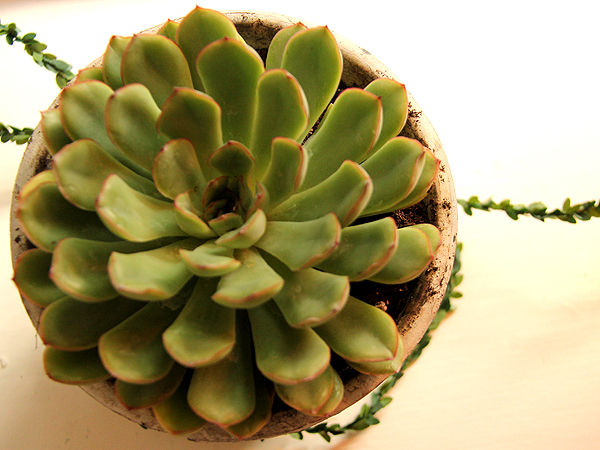 Succulent1