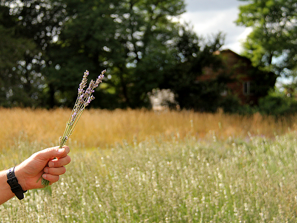 Lavender1