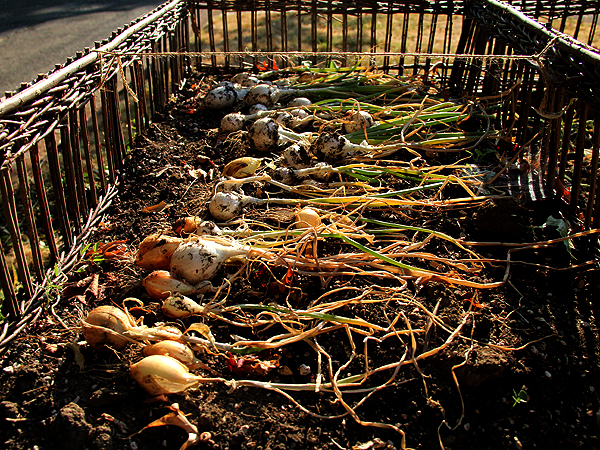 Onions1