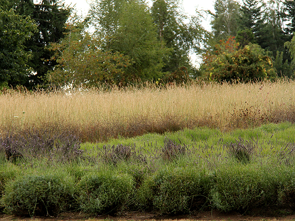 Lavender3