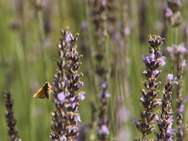 Lavender18