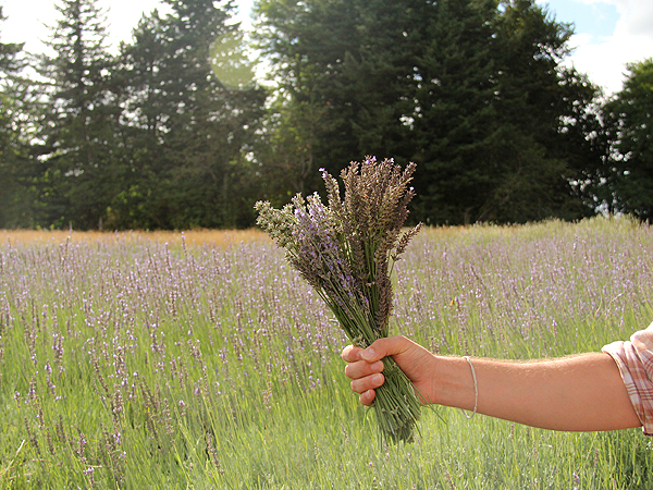 Lavender20