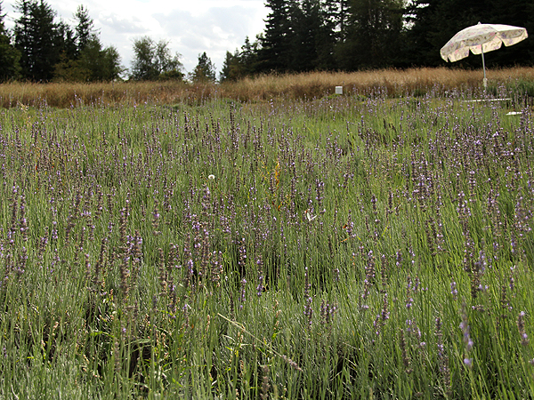 Lavender21