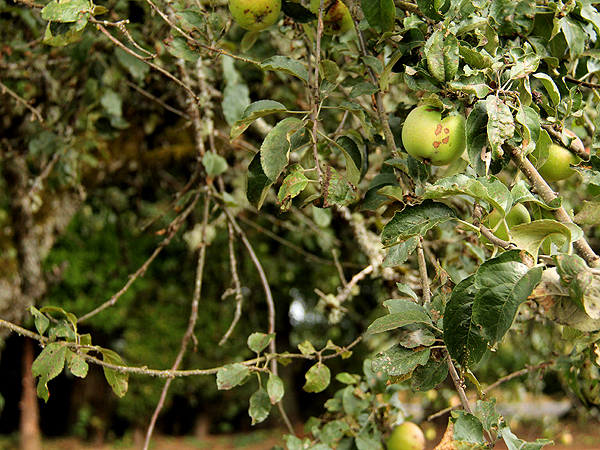 Apples1