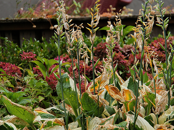 Hosta1