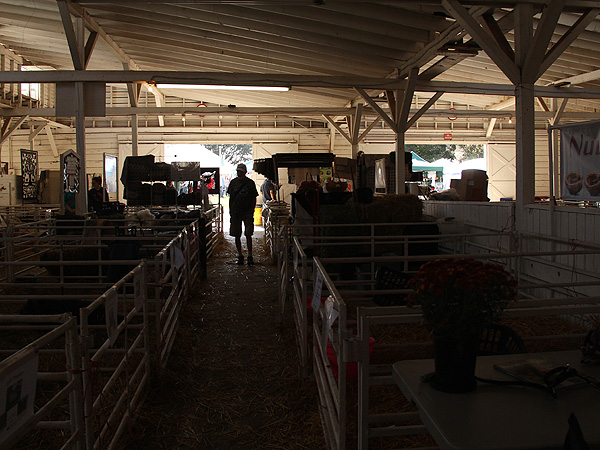 SheepShow1