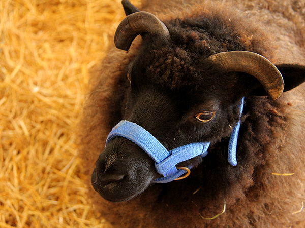SheepShow2