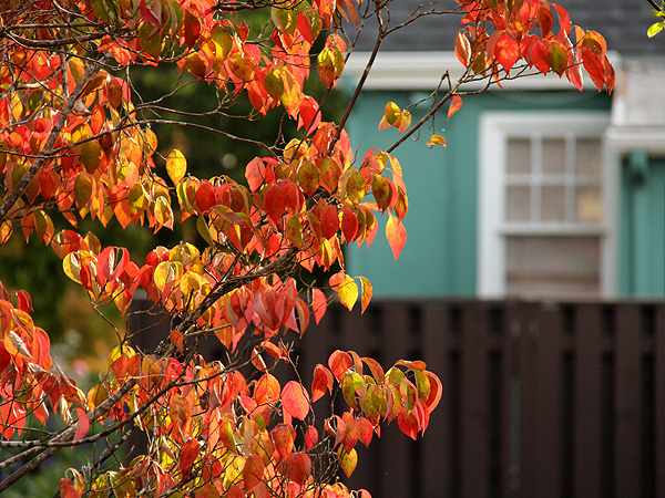 Dogwood2