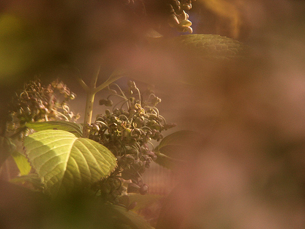Hydrangea1