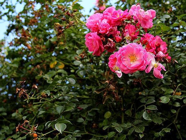 Roses1