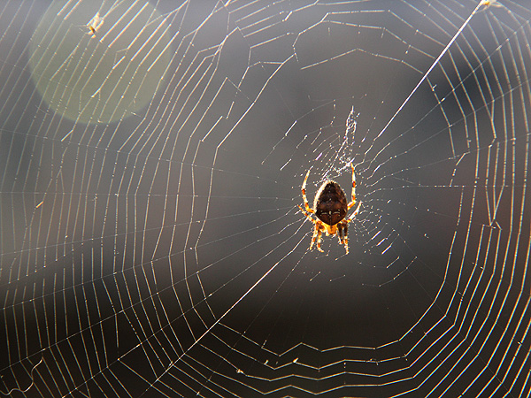 Arachnophobe1