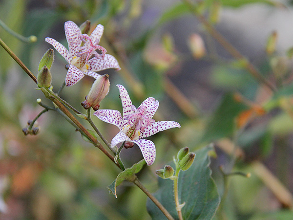 Lily2