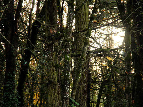 22Trees1