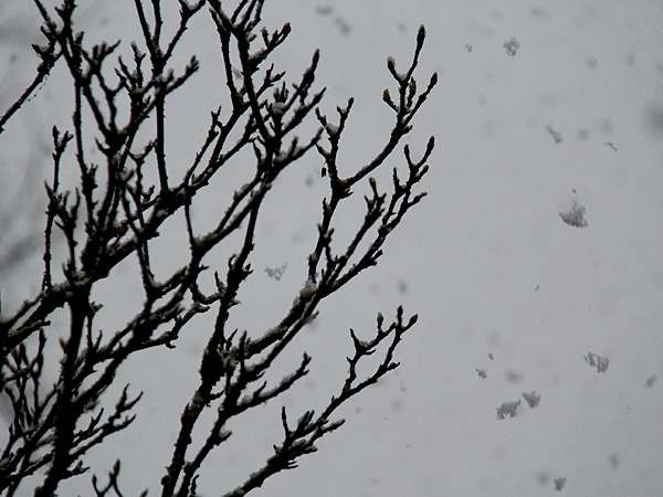 18Snow4
