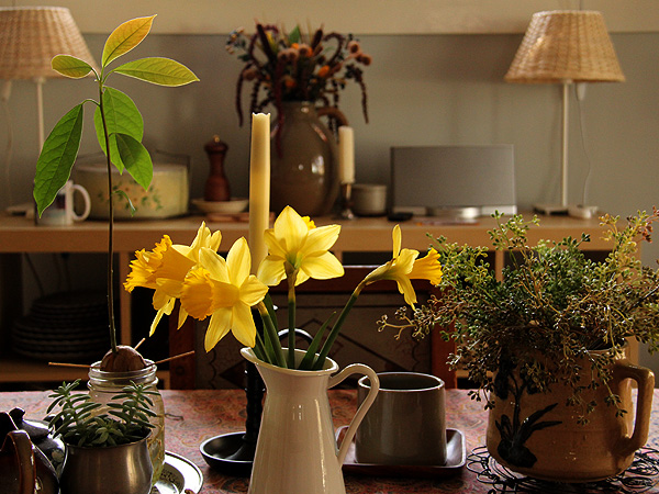 7Daffs1